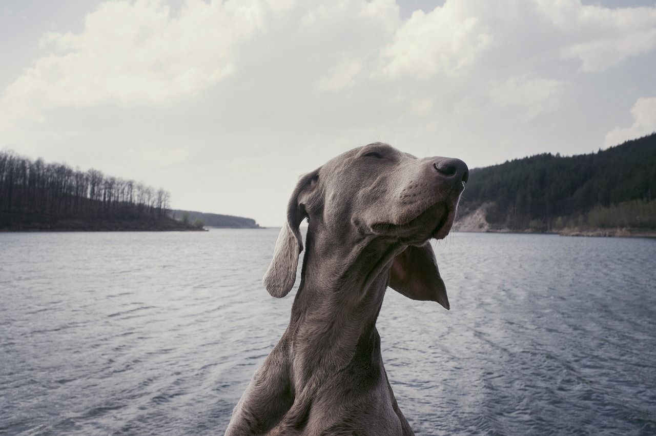 Weimaraner portrait, on a boat or raft in the river